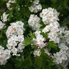 Monogyna Flower Seeds for Planting - 100