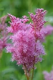 Prairie Filipendula Rubra Flower Heirloom Non Gmo Image