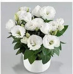 Eustomia Flower Seeds for Planting – NON GMO Seeds Dhara Seeds