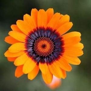 Orange Anthemoides Flower - Heirloom, Non - Gmo Seeds