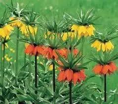 Crown Imperial Flower Seeds for Planting - NON GMO Seeds Dhara Seeds