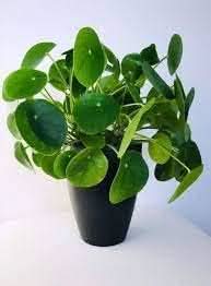 Peperomioides Plant Seeds for Planting