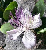 Capers Flower Seeds Heirloom Non GMO Planting - 100 for planting in home garden