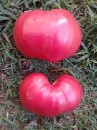 Heirloom tomato seed mix for garden planting