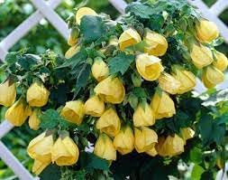 Striatum Flower Yellow - Heirloom, Non - Gmo Seeds