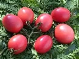 Tomato Seeds for Planting, Pink
