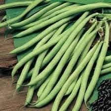 Stringless Bean Phaseolus vulgaris seeds for garden planting