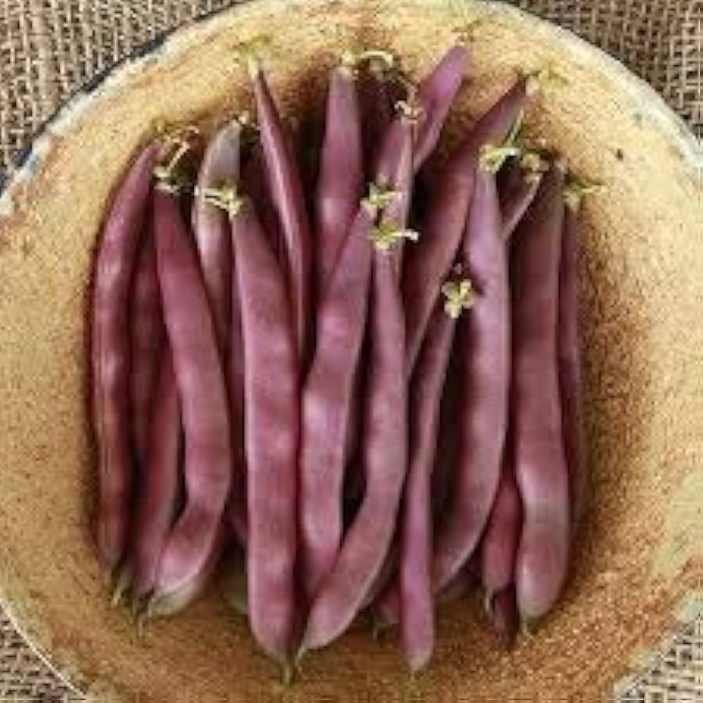 Swan Bush Phaseolus Vulgaris Red Seeds for Planting Vegetable Patch Garden Rows
