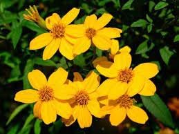 Lemmonii Flower Seeds for Planting - 100 pcs for planting in your garden.