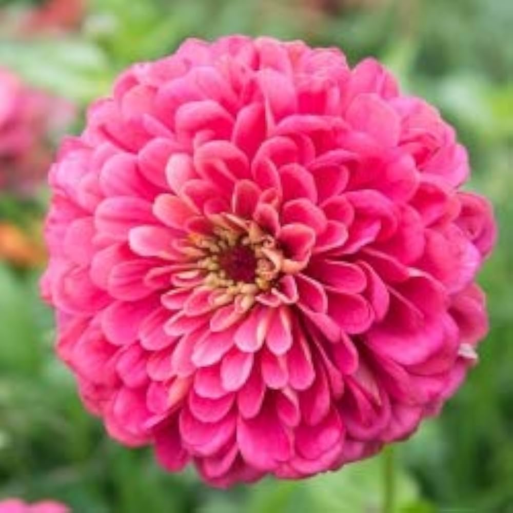 Rose Zinnia Flower Seeds - pcs for Stunning Garden & Balcony Planting