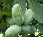Pawpaw fruit seeds