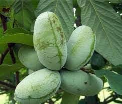 Pawpaw fruit seeds