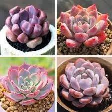 Echeveria Flowering Seeds for Planting - NON GMO Seeds Dhara Seeds