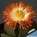Pleiospilos Nelii Flower Seeds for Planting - NON GMO Seeds Dhara Seeds