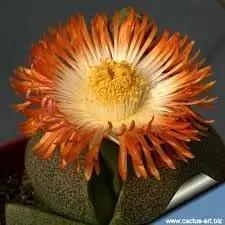 Pleiospilos Nelii Flower Seeds for Planting - NON GMO Seeds Dhara Seeds