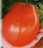 Huge Red Tomato Solanum lycopersicum for planting in home garden