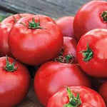 Better Boy Tomato Heirloom Non Gmo Image