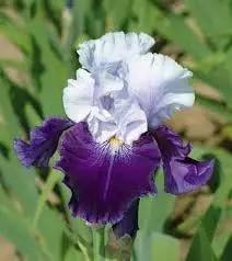 Iris Flower Seeds for Planting - NON GMO Seeds Dhara Seeds