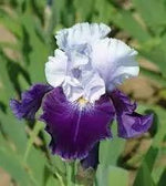 Iris Flower Seeds for Planting - NON GMO Seeds Dhara Seeds