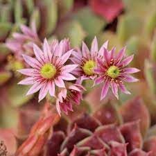 Organic Sempervivum Flower Seeds for Planting – Heirloom, Non-GMO