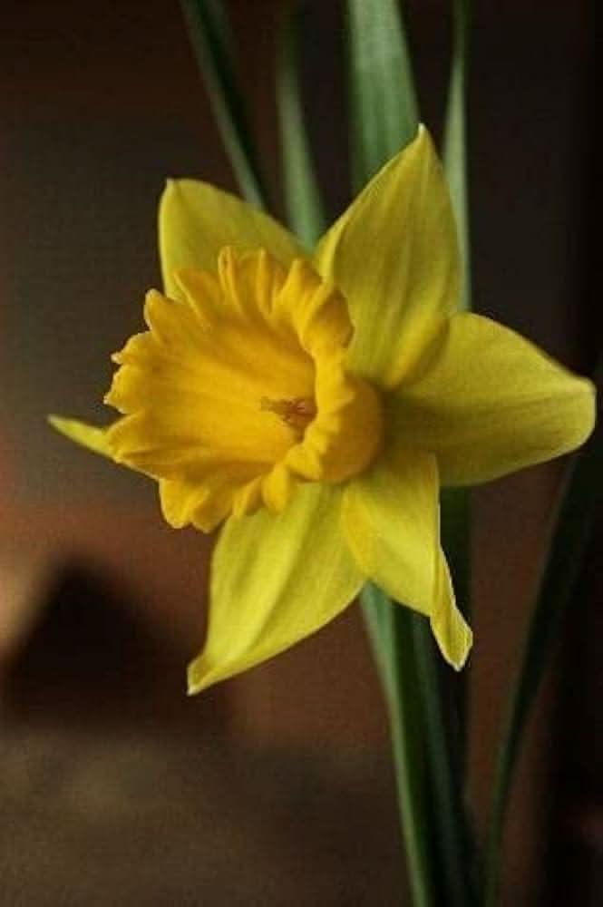 Double Petal Narcissus Aquatic Flower Seeds for Ornamental Pots and Garden Planting