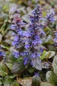 Ajuga Reptans Flower Seeds for Garden - NON GMO Seeds Dhara Seeds