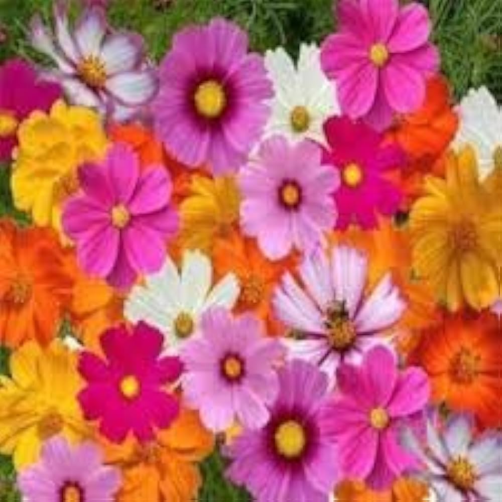 Cosmos Bipinnatus Pink Seeds for Planting Home Garden Flower Border