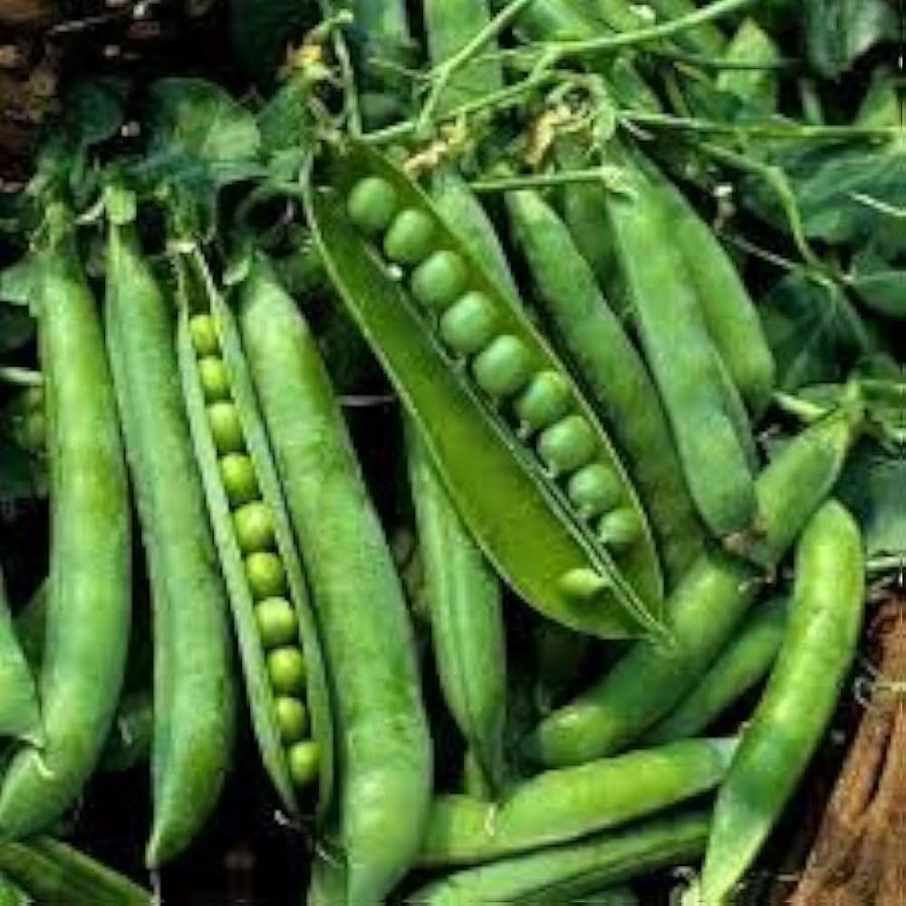 Organic Pea Pisum sativum vegetable seeds for kitchen garden and backyard containers
