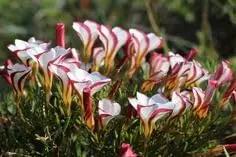 Candy Cane Sorrel Flower Seeds for Planting NON GMO Seeds Dhara Seeds