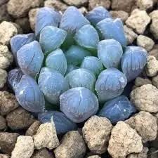 Haworthia Plant Seeds for Planting - NON GMO Seeds Dhara Seeds