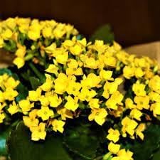 Heirloom Non-GMO Kalanchoe Flower Seeds for Planting – Fresh Succulent Blooms for Indoor Gardens