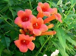 Enredadera Trompetan Flower Seeds for Planting - 100
