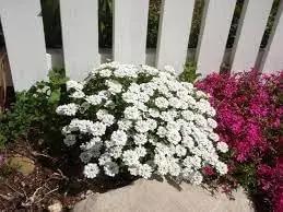 Iberis Sempervirens Flower Seeds for Planting – NON GMO Seeds Dhara Seeds