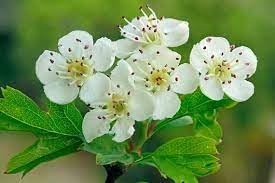 Monogyna Flower Seeds for Planting - 100 seeds for planting in home garden