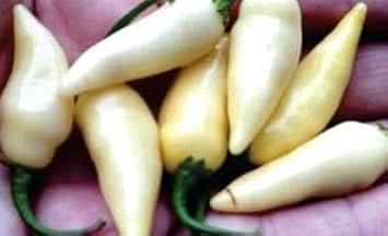 Cream chili Capsicum annuum seeds for planting in vegetable patch