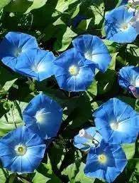 Giant Moon Flower Seeds for Garden Planting - NON GMO Seeds Dhara Seeds