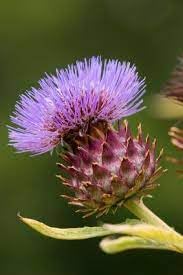 Cynara Flower Seeds for Planting - 100 pcs