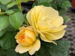 Roses Flower Seeds for Planting – Non-GMO, Heirloom Garden Seeds for Vibrant Blooms - Flower for planting in home garden