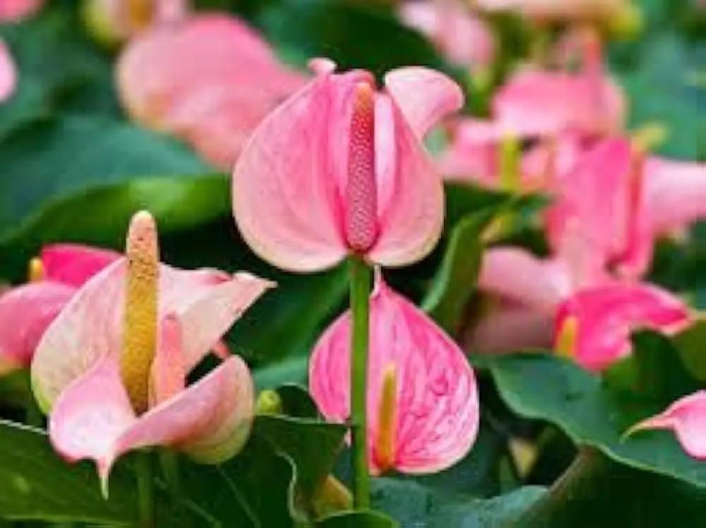 Multi-Colour Anthurium Flower Seeds for Planting - NON GMO Seeds for planting in home garden