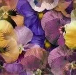 Heirloom Mixed Colors Pansy Flower Seeds for Planting – Non-GMO, Vibrant Blooming Flower Seeds for planting in home garden