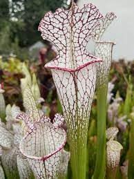 Heirloom Non-GMO Carnivorous Plant Seeds for Planting – Unique Insect-Eating Flower Seeds seeds for planting in home garden