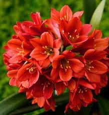 Miniata Flower Seeds for Planting - 100 pcs for planting in your garden.