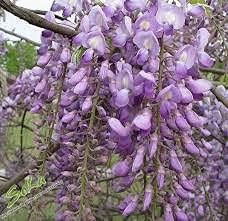 Wisteria Flower Heirloom Non Gmo Image