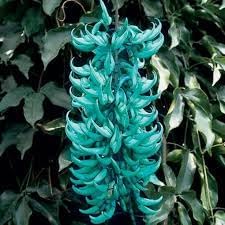 Jadewein Flower Seeds for Planting 100