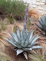 Agave Havardiana Succulent Plant Seeds for Planting - NON GMO Seeds Dhara Seeds