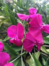 Heirloom Everlasting Pea Flower Seeds, Non-GMO Climbing Blooms for Planting seeds for planting in home garden
