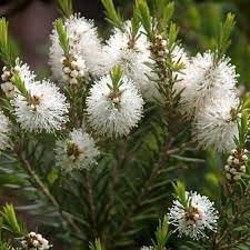 Flower (Flower scientific name) for planting in garden