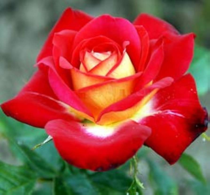 Hybrid Rose Rosa Hybrida Flower Seeds for Planting in home garden and decorative backyard settings
