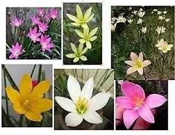 Mixed Rain Lily Flower Seeds for Planting - NON GMO Seeds Dhara Seeds
