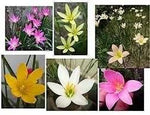 Mixed Rain Lily Flower Seeds for Planting - NON GMO Seeds Dhara Seeds